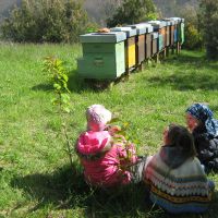 Giornata mondiale delle api nel Parco dell'Aveto