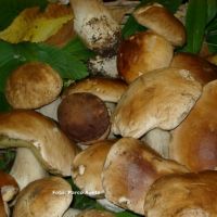 Sagra del fungo e della patata quarantina - Santo Stefano d'Aveto