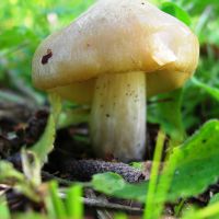 I funghi primaverili del Parco: festa degli spinaroli e mostra micologica