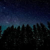 Forest bathing - la notte delle stelle
