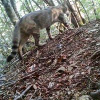 Resistenza selvatica: storie di lupi, volpi e gatti selvatici