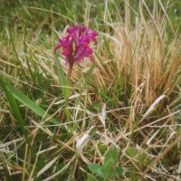 Erbe spontanee e orchidee selvatiche