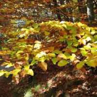 I colori dell'autunno nel Parco dell'Aveto - l'Anello della Foresta del Monte Zatta