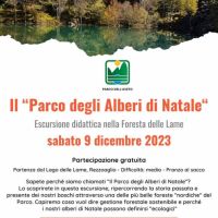 Il “Parco degli Alberi di Natale”: gestione sostenibile delle foreste e alberi di Natale ecologici