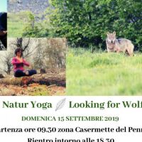 Naturyoga - looking for wolf